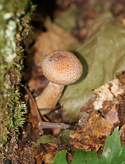 Humongous Fungus - Armillaria solidipes This species is known to be one of the largest living organisms! Scientists have estimated a single specimen that was found in Oregon to be 2,400 years old, covering 3.4 square miles (2,200 acres; 8.8 km2)! So, it has been nicknamed the "Humongous Fungus". The fungus grows and spreads primarily underground. Hence, the organism is invisible above ground. In the autumn, it fruits mushrooms. 

Habitat: Growing at the base of a tree (oak, I think) in a mixed forest.
https://www.jungledragon.com/image/67415/humongous_fungus_-_armillaria_ostoyae.html Armillaria ostoyae,Armillaria solidipes,Fall,Geotagged,Humongous fungus,United States,fungus,mushroom