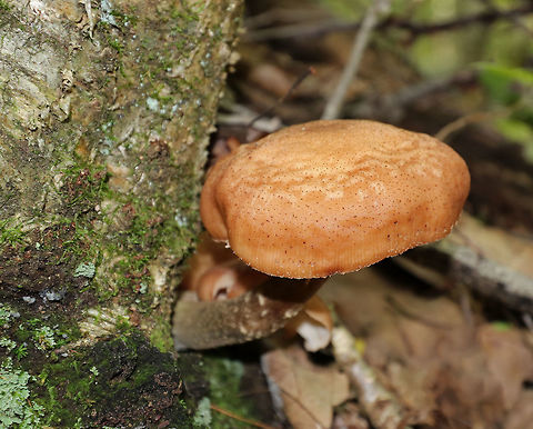 Humongous Fungus - Armillaria solidipes This species is known to be one of the largest living organisms! Scientists have estimated a single specimen that was found in Oregon to be 2,400 years old, covering 3.4 square miles (2,200 acres; 8.8 km2)! So, it has been nicknamed the "Humongous Fungus". The fungus grows and spreads primarily underground. Hence, the organism is invisible above ground. In the autumn, it fruits mushrooms. 

Habitat: Growing at the base of a tree (oak, I think) in a mixed forest.
https://www.jungledragon.com/image/67418/humongous_fungus_-_armillaria_ostoyae.html Armillaria,Armillaria ostoyae,Armillaria solidipes,Fall,Geotagged,Humongous Fungus,United States,fungus,mushroom