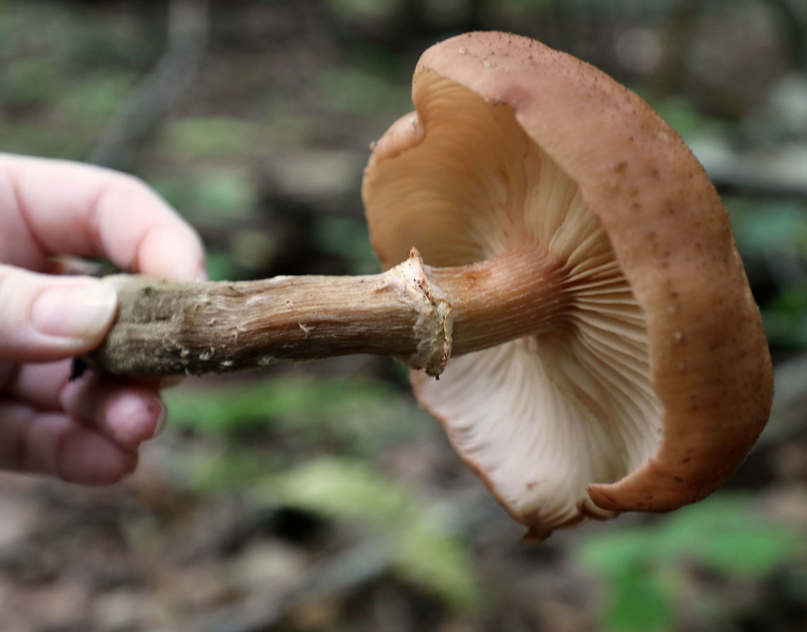 Humongous Fungus - Armillaria solidipes This species is known to be one of the largest living organisms! Scientists have estimated a single specimen that was found in Oregon to be 2,400 years old, covering 3.4 square miles (2,200 acres; 8.8 km2)! So, it has been nicknamed the &quot;Humongous Fungus&quot;. The fungus grows and spreads primarily underground. Hence, the organism is invisible above ground. In the autumn, it fruits mushrooms. <br />
<br />
Habitat: Growing at the base of a tree (oak, I think) in a mixed forest. Armillaria ostoyae,Armillaria solidipes,Fall,Geotagged,Humongous Fungus,United States,fungus,mushroom