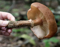Humongous Fungus - Armillaria solidipes This species is known to be one of the largest living organisms! Scientists have estimated a single specimen that was found in Oregon to be 2,400 years old, covering 3.4 square miles (2,200 acres; 8.8 km2)! So, it has been nicknamed the "Humongous Fungus". The fungus grows and spreads primarily underground. Hence, the organism is invisible above ground. In the autumn, it fruits mushrooms. <br />
<br />
Habitat: Growing at the base of a tree (oak, I think) in a mixed forest. Armillaria ostoyae,Armillaria solidipes,Fall,Geotagged,Humongous Fungus,United States,fungus,mushroom