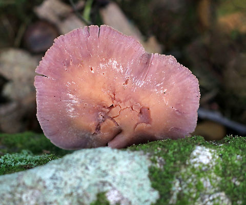 Laccaria ochropurpurea I found several of these mushrooms in varying states of development. Some had flat, pinkish purple caps, while others were convex and slightly lilac/whitish in color. The gills were purple and waxy.

Habitat: Growing on the ground in a mixed forest.
https://www.jungledragon.com/image/67422/laccaria_ochropurpurea.html
https://www.jungledragon.com/image/67421/laccaria_ochropurpurea.html
https://www.jungledragon.com/image/67420/laccaria_ochropurpurea.html Fall,Geotagged,Laccaria,Laccaria ochropurpurea,United States,fungus,mushroom