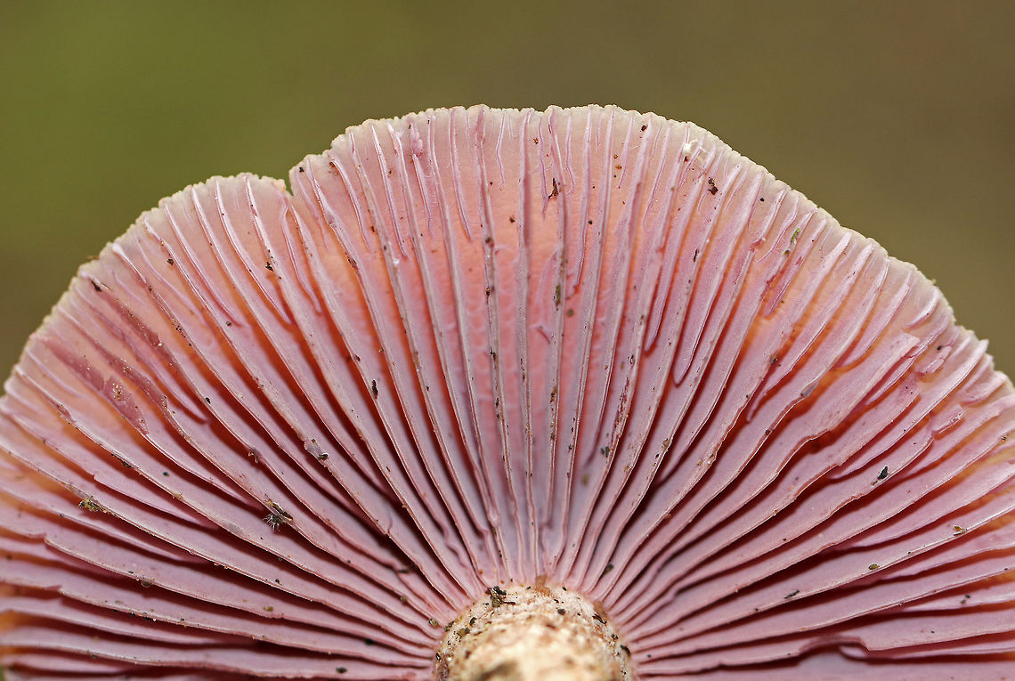 Laccaria ochropurpurea I found several of these mushrooms in varying states of development. Some had flat, pinkish purple caps, while others were convex and slightly lilac/whitish in color. The gills were purple and waxy.<br />
<br />
Habitat: Growing on the ground in a mixed forest.<br />
<figure class="photo"><a href="https://www.jungledragon.com/image/67419/laccaria_ochropurpurea.html" title="Laccaria ochropurpurea"><img src="https://s3.amazonaws.com/media.jungledragon.com/images/3232/67419_thumb.jpg?AWSAccessKeyId=05GMT0V3GWVNE7GGM1R2&Expires=1759968010&Signature=TMIJRj98Ad37zcjj11DI%2FiNIMUw%3D" width="200" height="168" alt="Laccaria ochropurpurea I found several of these mushrooms in varying states of development. Some had flat, pinkish purple caps, while others were convex and slightly lilac/whitish in color. The gills were purple and waxy.<br />
<br />
Habitat: Growing on the ground in a mixed forest.<br />
https://www.jungledragon.com/image/67422/laccaria_ochropurpurea.html<br />
https://www.jungledragon.com/image/67421/laccaria_ochropurpurea.html<br />
https://www.jungledragon.com/image/67420/laccaria_ochropurpurea.html Fall,Geotagged,Laccaria,Laccaria ochropurpurea,United States,fungus,mushroom" /></a></figure><br />
<figure class="photo"><a href="https://www.jungledragon.com/image/67422/laccaria_ochropurpurea.html" title="Laccaria ochropurpurea"><img src="https://s3.amazonaws.com/media.jungledragon.com/images/3232/67422_thumb.jpg?AWSAccessKeyId=05GMT0V3GWVNE7GGM1R2&Expires=1759968010&Signature=AXZANP47b7WVDKNzHwm96gmACrk%3D" width="106" height="152" alt="Laccaria ochropurpurea I found several of these mushrooms in varying states of development. Some had flat, pinkish purple caps, while others were convex and slightly lilac/whitish in color. The gills were purple and waxy.<br />
<br />
Habitat: Growing on the ground in a mixed forest.<br />
https://www.jungledragon.com/image/67419/laccaria_ochropurpurea.html<br />
https://www.jungledragon.com/image/67421/laccaria_ochropurpurea.html<br />
https://www.jungledragon.com/image/67420/laccaria_ochropurpurea.html Fall,Geotagged,Laccaria,Laccaria ochropurpurea,United States,fungus,mushroom" /></a></figure><br />
<figure class="photo"><a href="https://www.jungledragon.com/image/67421/laccaria_ochropurpurea.html" title="Laccaria ochropurpurea"><img src="https://s3.amazonaws.com/media.jungledragon.com/images/3232/67421_thumb.jpg?AWSAccessKeyId=05GMT0V3GWVNE7GGM1R2&Expires=1759968010&Signature=AkB%2F4i6uffoEY4jFCrdZ4Y6qtYQ%3D" width="108" height="152" alt="Laccaria ochropurpurea I found several of these mushrooms in varying states of development. Some had flat, pinkish purple caps, while others were convex and slightly lilac/whitish in color. The gills were purple and waxy.<br />
<br />
Habitat: Growing on the ground in a mixed forest.<br />
https://www.jungledragon.com/image/67419/laccaria_ochropurpurea.html<br />
https://www.jungledragon.com/image/67422/laccaria_ochropurpurea.html<br />
https://www.jungledragon.com/image/67420/laccaria_ochropurpurea.html Fall,Geotagged,Laccaria,Laccaria ochropurpurea,United States,fungus,mushroom" /></a></figure> Fall,Geotagged,Laccaria,Laccaria ochropurpurea,United States,fungus,mushroom