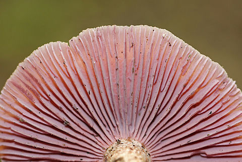 Laccaria ochropurpurea I found several of these mushrooms in varying states of development. Some had flat, pinkish purple caps, while others were convex and slightly lilac/whitish in color. The gills were purple and waxy.

Habitat: Growing on the ground in a mixed forest.
https://www.jungledragon.com/image/67419/laccaria_ochropurpurea.html
https://www.jungledragon.com/image/67422/laccaria_ochropurpurea.html
https://www.jungledragon.com/image/67421/laccaria_ochropurpurea.html Fall,Geotagged,Laccaria,Laccaria ochropurpurea,United States,fungus,mushroom