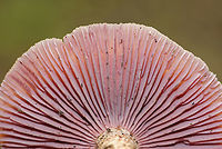 Laccaria ochropurpurea I found several of these mushrooms in varying states of development. Some had flat, pinkish purple caps, while others were convex and slightly lilac/whitish in color. The gills were purple and waxy.<br />
<br />
Habitat: Growing on the ground in a mixed forest.<br />
https://www.jungledragon.com/image/67419/laccaria_ochropurpurea.html<br />
https://www.jungledragon.com/image/67422/laccaria_ochropurpurea.html<br />
https://www.jungledragon.com/image/67421/laccaria_ochropurpurea.html Fall,Geotagged,Laccaria,Laccaria ochropurpurea,United States,fungus,mushroom