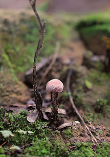 Laccaria ochropurpurea I found several of these mushrooms in varying states of development. Some had flat, pinkish purple caps, while others were convex and slightly lilac/whitish in color. The gills were purple and waxy.

Habitat: Growing on the ground in a mixed forest.
https://www.jungledragon.com/image/67419/laccaria_ochropurpurea.html
https://www.jungledragon.com/image/67422/laccaria_ochropurpurea.html
https://www.jungledragon.com/image/67420/laccaria_ochropurpurea.html Fall,Geotagged,Laccaria,Laccaria ochropurpurea,United States,fungus,mushroom