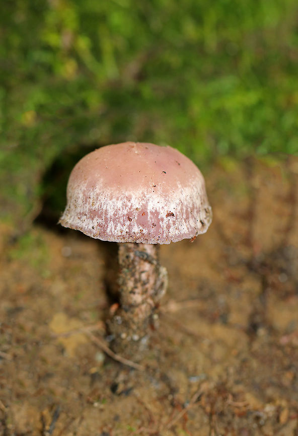 Laccaria ochropurpurea I found several of these mushrooms in varying states of development. Some had flat, pinkish purple caps, while others were convex and slightly lilac/whitish in color. The gills were purple and waxy.<br />
<br />
Habitat: Growing on the ground in a mixed forest.<br />
<figure class="photo"><a href="https://www.jungledragon.com/image/67419/laccaria_ochropurpurea.html" title="Laccaria ochropurpurea"><img src="https://s3.amazonaws.com/media.jungledragon.com/images/3232/67419_thumb.jpg?AWSAccessKeyId=05GMT0V3GWVNE7GGM1R2&Expires=1769040010&Signature=vQBsyKB%2FAVlPH03Qdx2jU3PVJ%2Fs%3D" width="200" height="168" alt="Laccaria ochropurpurea I found several of these mushrooms in varying states of development. Some had flat, pinkish purple caps, while others were convex and slightly lilac/whitish in color. The gills were purple and waxy.<br />
<br />
Habitat: Growing on the ground in a mixed forest.<br />
https://www.jungledragon.com/image/67422/laccaria_ochropurpurea.html<br />
https://www.jungledragon.com/image/67421/laccaria_ochropurpurea.html<br />
https://www.jungledragon.com/image/67420/laccaria_ochropurpurea.html Fall,Geotagged,Laccaria,Laccaria ochropurpurea,United States,fungus,mushroom" /></a></figure><br />
<figure class="photo"><a href="https://www.jungledragon.com/image/67421/laccaria_ochropurpurea.html" title="Laccaria ochropurpurea"><img src="https://s3.amazonaws.com/media.jungledragon.com/images/3232/67421_thumb.jpg?AWSAccessKeyId=05GMT0V3GWVNE7GGM1R2&Expires=1769040010&Signature=O7CaYdaHxARFy6q81y4R4V9nrhA%3D" width="108" height="152" alt="Laccaria ochropurpurea I found several of these mushrooms in varying states of development. Some had flat, pinkish purple caps, while others were convex and slightly lilac/whitish in color. The gills were purple and waxy.<br />
<br />
Habitat: Growing on the ground in a mixed forest.<br />
https://www.jungledragon.com/image/67419/laccaria_ochropurpurea.html<br />
https://www.jungledragon.com/image/67422/laccaria_ochropurpurea.html<br />
https://www.jungledragon.com/image/67420/laccaria_ochropurpurea.html Fall,Geotagged,Laccaria,Laccaria ochropurpurea,United States,fungus,mushroom" /></a></figure><br />
<figure class="photo"><a href="https://www.jungledragon.com/image/67420/laccaria_ochropurpurea.html" title="Laccaria ochropurpurea"><img src="https://s3.amazonaws.com/media.jungledragon.com/images/3232/67420_thumb.jpg?AWSAccessKeyId=05GMT0V3GWVNE7GGM1R2&Expires=1769040010&Signature=uMzVL8BS8JhjqNjEoRlL4X3yLFY%3D" width="200" height="136" alt="Laccaria ochropurpurea I found several of these mushrooms in varying states of development. Some had flat, pinkish purple caps, while others were convex and slightly lilac/whitish in color. The gills were purple and waxy.<br />
<br />
Habitat: Growing on the ground in a mixed forest.<br />
https://www.jungledragon.com/image/67419/laccaria_ochropurpurea.html<br />
https://www.jungledragon.com/image/67422/laccaria_ochropurpurea.html<br />
https://www.jungledragon.com/image/67421/laccaria_ochropurpurea.html Fall,Geotagged,Laccaria,Laccaria ochropurpurea,United States,fungus,mushroom" /></a></figure> Fall,Geotagged,Laccaria,Laccaria ochropurpurea,United States,fungus,mushroom