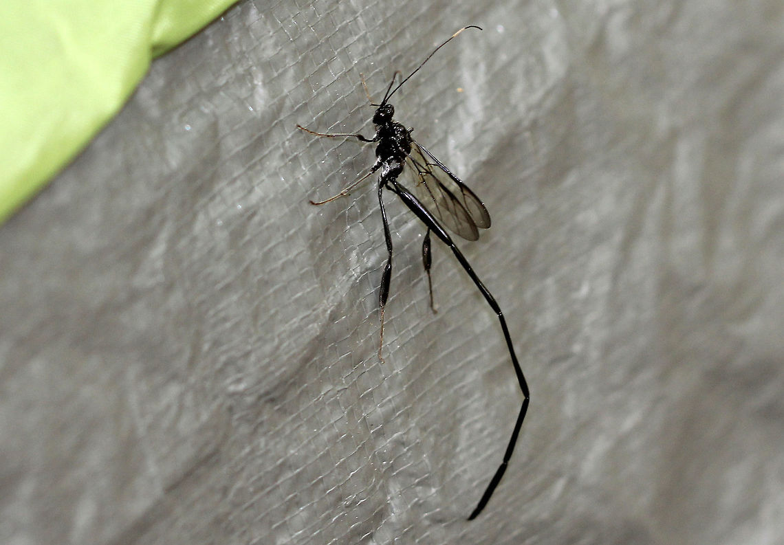 Pelecinid Wasp - Pelecinus polyturator Females are distinctive: their abdomens are five times the length of the rest of their body. The abdomen has six segments. Males are rarely seen in temperate areas, and this species is suspected of being capable of parthenogenesis.  <br />
<br />
They do not sting. The female uses her long ovipositor to penetrate the soil in search of scarab beetle grubs to lay her eggs on/in.<br />
<br />
Habitat: Mixed, mostly coniferous forest. She was resting on my tent and had no interest in moving. I left her there and found her in nearly the same spot the next morning. I finally had to move her to a nearby tree. Geotagged,Pelecinid Wasp,Pelecinus polyturator,Summer,United States,wasp