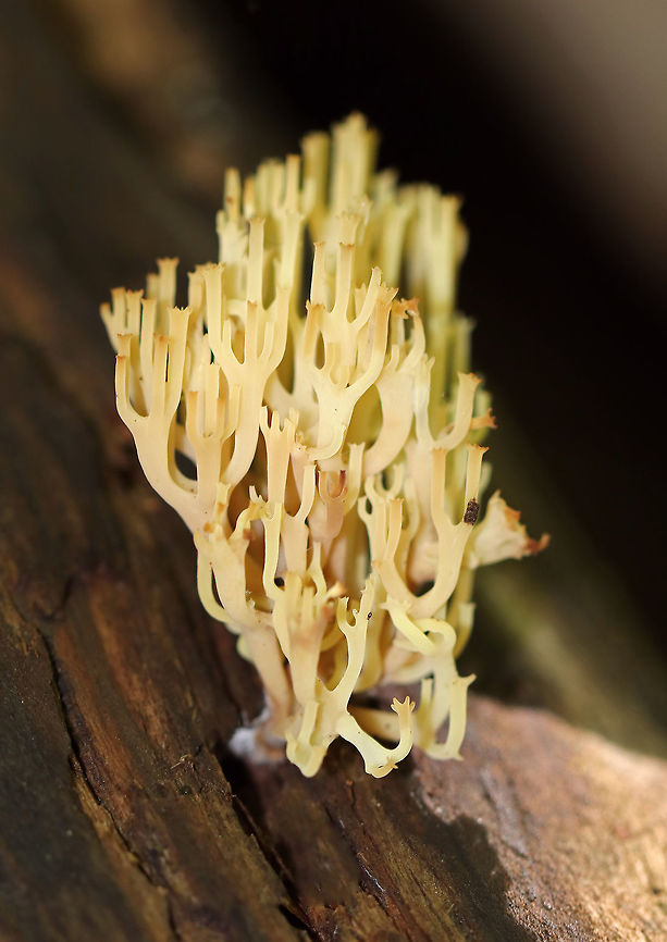 Crown Coral - Artomyces pyxidatus It was pale yellow with slightly darker tips. Some of the branches were also pinkish. The branches grew from a single base and were curved.<br />
<br />
Habitat: Growing on rotting wood in a deciduous forest (mostly oak, maple, and birch) Artomyces pyxidatus,Crown Coral,Geotagged,Summer,United States