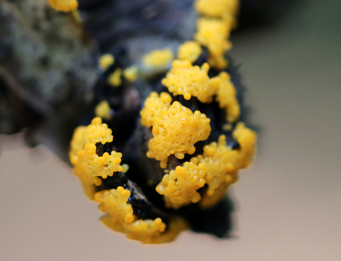 Myxomycetes - Slime Mold Developing slime mold that is probably too young to identify.<br />
<br />
Habitat: Growing on rotting wood along a nature trail in a swampy, mixed forest. Geotagged,Myxomycetes,Summer,United States,slime mold,yellow