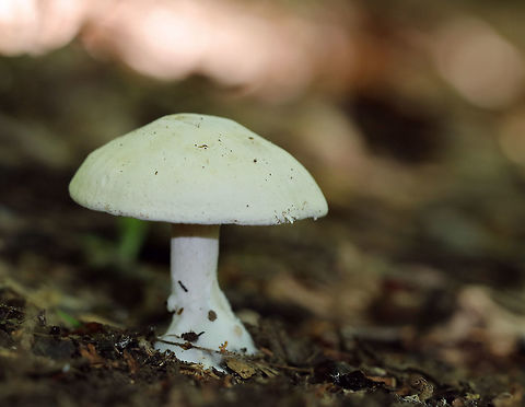 Sweetbread Mushroom - Clitopilus prunulus White, suede-like, convex cap with an inrolled margin. Gills were white, decurrent, and close. The cap was about 6 cm diameter.

Habitat: Growing on the ground in an open, deciduous forest. Clitopilus,Clitopilus prunulus,Geotagged,Summer,The Miller,United States,fungus,mushroom,sweetbread mushroom