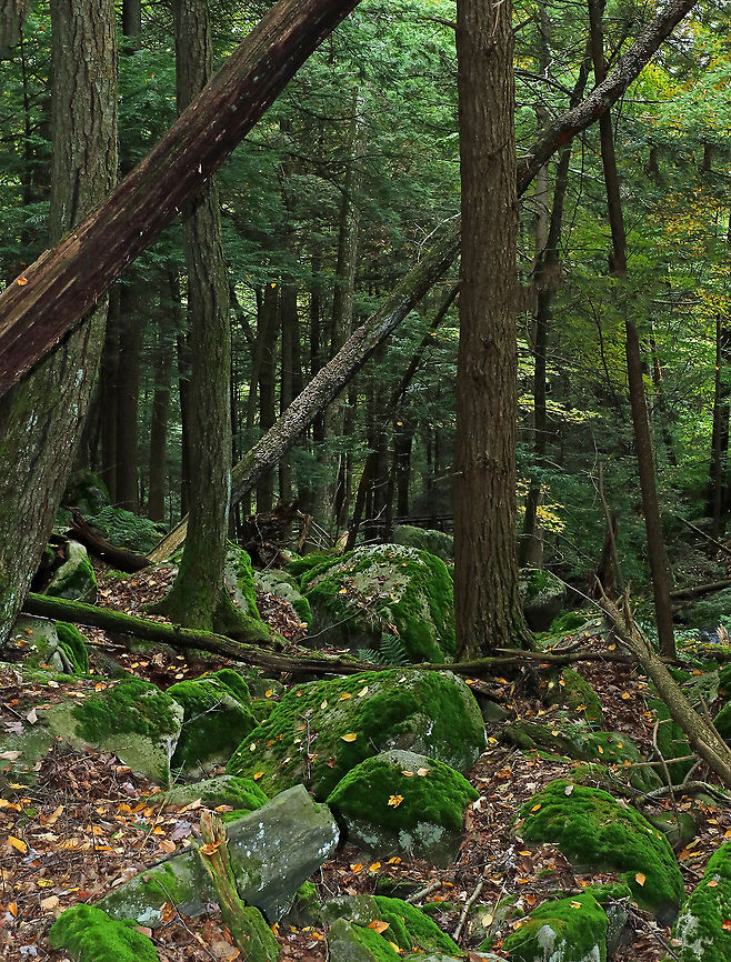 Northwest Highlands - Connecticut, USA This is a typical forest scene from the Northwest Highlands of Connecticut. Located in the northwest corner of the state, it is part of the Berkshires and is known for its very rocky, hilly terrain and cooler temperatures. It is a heavily forested area (75%) with mesic forests that are dominated by hardwood and conifers. Common trees in the area include: oak, white and red pine, hickory, ash, maple, birch, and eastern hemlock...among others.  There is also a variety of fauna - black bears, deer, coyotes, red fox, hare, raccoons, bobcats, porcupines, otters, fishers, beavers, wild turkeys, ducks, owls, reptiles, amphibians, insects, and plenty of passerine birds!  Fall,Geotagged,Northwest Highlands,United States,berkshires,connecticut