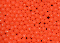 Arcyria ferruginea This slime mold consists of tightly packed sporangia that are each less than 0.5 mm wide!  They were leaking some kind of liquid - maybe because I touched them, but I'm not sure.<br />
<br />
Habitat: Growing on a rotten stump in a mixed forest.<br />
https://www.jungledragon.com/image/67459/raspberry_slime_-_tubifera_ferruginosa.html Arcyria ferruginea,Fall,Geotagged,United States,slime mold