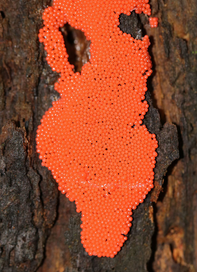 Arcyria ferruginea This slime mold consists of tightly packed sporangia that are each less than 0.5 mm wide! They were leaking some kind of liquid - maybe because I touched them, but I&#039;m not sure.<br />
<br />
Habitat: Growing on a rotten stump in a mixed forest.<br />
<figure class="photo"><a href="https://www.jungledragon.com/image/67458/arcyria_ferruginea.html" title="Arcyria ferruginea"><img src="https://s3.amazonaws.com/media.jungledragon.com/images/3232/67458_thumb.jpg?AWSAccessKeyId=05GMT0V3GWVNE7GGM1R2&Expires=1759968010&Signature=fuXZDvvX7YeTmu20wgtEd0ldANs%3D" width="200" height="146" alt="Arcyria ferruginea This slime mold consists of tightly packed sporangia that are each less than 0.5 mm wide!  They were leaking some kind of liquid - maybe because I touched them, but I&#039;m not sure.<br />
<br />
Habitat: Growing on a rotten stump in a mixed forest.<br />
https://www.jungledragon.com/image/67459/raspberry_slime_-_tubifera_ferruginosa.html Arcyria ferruginea,Fall,Geotagged,United States,slime mold" /></a></figure> Arcyria ferruginea,Fall,Geotagged,United States,slime mold