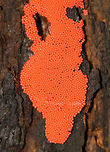 Arcyria ferruginea This slime mold consists of tightly packed sporangia that are each less than 0.5 mm wide! They were leaking some kind of liquid - maybe because I touched them, but I'm not sure.<br />
<br />
Habitat: Growing on a rotten stump in a mixed forest.<br />
https://www.jungledragon.com/image/67458/raspberry_slime_-_tubifera_ferruginosa.html Arcyria ferruginea,Fall,Geotagged,United States,slime mold