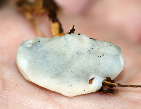 Blue Cheese Polypore - Postia livens Soft, spongy, white fungus. It bruised blue-gray and had pores on the underside. Odor was very fragrant.

Habitat: Growing on rotting wood in a wet, mixed forest Blue Cheese Polypore,Fall,Geotagged,Postia,Postia caesia,Postia livens,United States,blue cheese polypore,fungus,mushroom,polypore