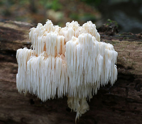 Bear's Head Tooth Fungus - Hericium americanum 10-15 cm wide and consisting of branches that arose from a rooting base. The spines were densely packed and were hanging from the branches in clusters. The spines were about 4 cm long.

Habitat:  It was growing on rotting wood in a mostly deciduous forest.
https://www.jungledragon.com/image/67503/bears_head_tooth_fungus_-_hericium_americanum.html
https://www.jungledragon.com/image/67502/bears_head_tooth_fungus_-_hericium_americanum.html
https://www.jungledragon.com/image/67501/bears_head_tooth_fungus_-_hericium_americanum.html Bear's head tooth fungus,Fall,Geotagged,Hericium americanum,United States,fungus,mushroom