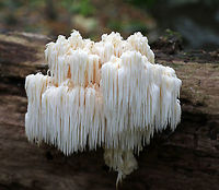 Bear's Head Tooth Fungus - Hericium americanum 10-15 cm wide and consisting of branches that arose from a rooting base. The spines were densely packed and were hanging from the branches in clusters. The spines were about 4 cm long.<br />
<br />
Habitat:  It was growing on rotting wood in a mostly deciduous forest.<br />
https://www.jungledragon.com/image/67503/bears_head_tooth_fungus_-_hericium_americanum.html<br />
https://www.jungledragon.com/image/67502/bears_head_tooth_fungus_-_hericium_americanum.html<br />
https://www.jungledragon.com/image/67501/bears_head_tooth_fungus_-_hericium_americanum.html Bear's head tooth fungus,Fall,Geotagged,Hericium americanum,United States,fungus,mushroom