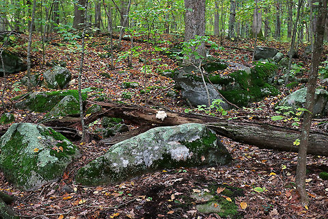 Bear's Head Tooth Fungus - Hericium americanum 10-15 cm wide and consisting of branches that arose from a rooting base. The spines were densely packed and were hanging from the branches in clusters. The spines were about 4 cm long.

Habitat: It was growing on rotting wood in a mostly deciduous forest.
https://www.jungledragon.com/image/67503/bears_head_tooth_fungus_-_hericium_americanum.html
https://www.jungledragon.com/image/67502/bears_head_tooth_fungus_-_hericium_americanum.html
https://www.jungledragon.com/image/67500/bears_head_tooth_fungus_-_hericium_americanum.html Bear's head tooth fungus,Fall,Geotagged,Hericium americanum,United States
