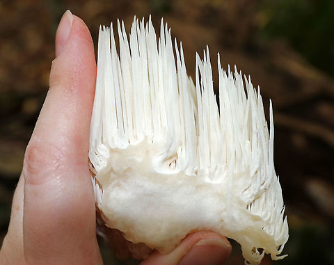 Bear's Head Tooth Fungus - Hericium americanum 10-15 cm wide and consisting of branches that arose from a rooting base. The spines were densely packed and were hanging from the branches in clusters. The spines were about 4 cm long.

Habitat: It was growing on rotting wood in a mostly deciduous forest.
https://www.jungledragon.com/image/67503/bears_head_tooth_fungus_-_hericium_americanum.html
https://www.jungledragon.com/image/67501/bears_head_tooth_fungus_-_hericium_americanum.html
https://www.jungledragon.com/image/67500/bears_head_tooth_fungus_-_hericium_americanum.html Bear's head tooth fungus,Fall,Geotagged,Hericium americanum,United States