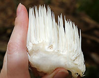 Bear's Head Tooth Fungus - Hericium americanum 10-15 cm wide and consisting of branches that arose from a rooting base. The spines were densely packed and were hanging from the branches in clusters. The spines were about 4 cm long.<br />
<br />
Habitat: It was growing on rotting wood in a mostly deciduous forest.<br />
https://www.jungledragon.com/image/67503/bears_head_tooth_fungus_-_hericium_americanum.html<br />
https://www.jungledragon.com/image/67501/bears_head_tooth_fungus_-_hericium_americanum.html<br />
https://www.jungledragon.com/image/67500/bears_head_tooth_fungus_-_hericium_americanum.html Bear's head tooth fungus,Fall,Geotagged,Hericium americanum,United States