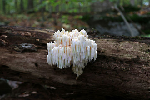 Bear's Head Tooth Fungus - Hericium americanum 10-15 cm wide and consisting of branches that arose from a rooting base. The spines were densely packed and were hanging from the branches in clusters. The spines were about 4 cm long.

Habitat: It was growing on rotting wood in a mostly deciduous forest.
https://www.jungledragon.com/image/67502/bears_head_tooth_fungus_-_hericium_americanum.html
https://www.jungledragon.com/image/67501/bears_head_tooth_fungus_-_hericium_americanum.html
https://www.jungledragon.com/image/67500/bears_head_tooth_fungus_-_hericium_americanum.html Bear's head tooth fungus,Fall,Geotagged,Hericium americanum,United States