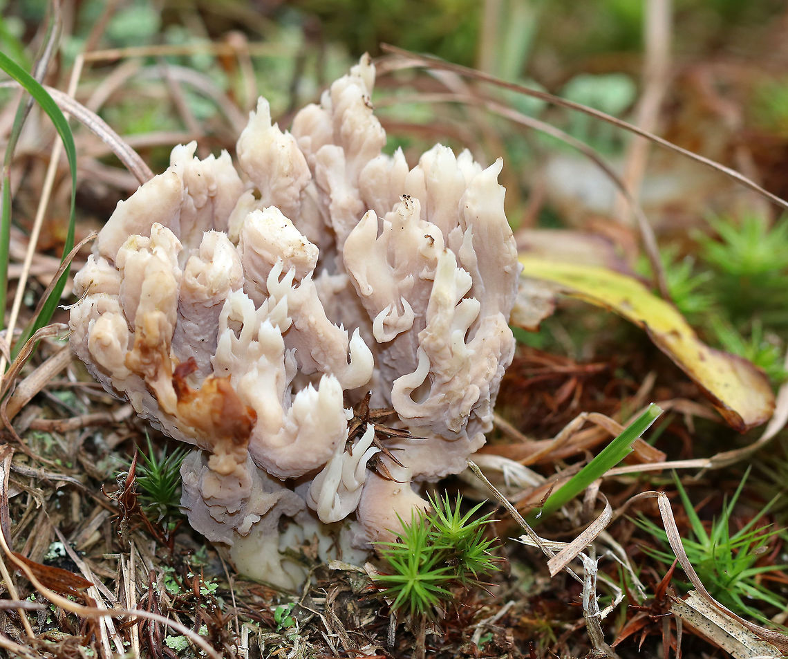 Coral Fungus - Clavulina sp. (Parasitized by Helminthosphaeria clavariarum) It was a weird, clumping mushroom that was lavender near the base and cream-colored at the tips. Some pieces were more brownish. It looks like it was probably parasitized by Helminthosphaeria clavariarum (thanks morpheme!)<br />
<br />
Habitat: Growing in a shady meadow that separates a mixed forest from a coniferous forest.<br />
<figure class="photo"><a href="https://www.jungledragon.com/image/67505/coral_fungus_-_clavulina_sp.html" title="Coral Fungus - Clavulina sp."><img src="https://s3.amazonaws.com/media.jungledragon.com/images/3232/67505_thumb.jpg?AWSAccessKeyId=05GMT0V3GWVNE7GGM1R2&Expires=1770854410&Signature=nTLJcVXSOpNl2S%2BzC8hcAZFv5Vk%3D" width="200" height="156" alt="Coral Fungus - Clavulina sp. I haven't been able to figure out the species on this mushroom and wonder if it may have been parasitized by another fungus.<br />
<br />
It was a weird, clumping mushroom that was lavender near the base and cream-colored at the tips. Some pieces were more brownish. <br />
<br />
Habitat: Growing in a shady meadow that separates a mixed forest from a coniferous forest.<br />
https://www.jungledragon.com/image/67504/coral_fungus_-_clavulina_sp.html Fall,Geotagged,Helminthosphaeria clavariarum,United States,clavulina,coral fungus,fungus,mushroom" /></a></figure> Clavulina,Fall,Geotagged,Helminthosphaeria,Helminthosphaeria clavariarum,United States,coral fungus,fungus,mushroom
