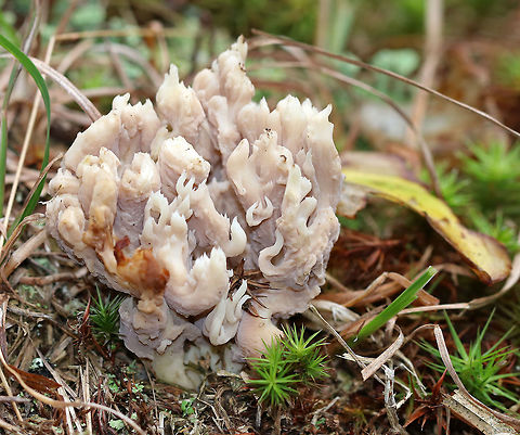 Coral Fungus - Clavulina sp. (Parasitized by Helminthosphaeria clavariarum) It was a weird, clumping mushroom that was lavender near the base and cream-colored at the tips. Some pieces were more brownish. It looks like it was probably parasitized by Helminthosphaeria clavariarum (thanks morpheme!)

Habitat: Growing in a shady meadow that separates a mixed forest from a coniferous forest.
https://www.jungledragon.com/image/67505/coral_fungus_-_clavulina_sp.html Clavulina,Fall,Geotagged,Helminthosphaeria,Helminthosphaeria clavariarum,United States,coral fungus,fungus,mushroom