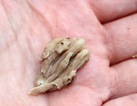 Coral Fungus - Clavulina sp. I haven't been able to figure out the species on this mushroom and wonder if it may have been parasitized by another fungus.

It was a weird, clumping mushroom that was lavender near the base and cream-colored at the tips. Some pieces were more brownish. 

Habitat: Growing in a shady meadow that separates a mixed forest from a coniferous forest.
https://www.jungledragon.com/image/67504/coral_fungus_-_clavulina_sp.html Fall,Geotagged,Helminthosphaeria clavariarum,United States,clavulina,coral fungus,fungus,mushroom