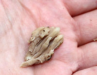 Coral Fungus - Clavulina sp. I haven't been able to figure out the species on this mushroom and wonder if it may have been parasitized by another fungus.<br />
<br />
It was a weird, clumping mushroom that was lavender near the base and cream-colored at the tips. Some pieces were more brownish. <br />
<br />
Habitat: Growing in a shady meadow that separates a mixed forest from a coniferous forest.<br />
https://www.jungledragon.com/image/67504/coral_fungus_-_clavulina_sp.html Fall,Geotagged,Helminthosphaeria clavariarum,United States,clavulina,coral fungus,fungus,mushroom
