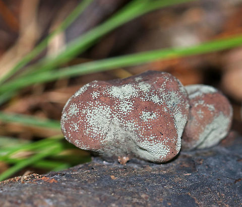 Moldy Cramp Balls - Daldinia concentrica Irregularly shaped fungus. Its surface was reddish brown, powdery, and covered in mold. When I pulled it off the wood, black liquid oozed out. The inside was wet and black with concentric, solid zones and felt similar to charcoal. 

Habitat: Spotted on rotting wood in a deciduous forest.

Fun facts:

#1 - The common name "cramp ball" refers to the old folk belief that carrying one around in your armpit would cure cramps!

#2 - It is also known in Britain as "King Alfred's cakes". King Alfred was fleeing a battle when he took refuge in an old woman's house. The old woman, not knowing he was the king, left Alfred in charge of watching some cakes in the oven. He didn't know how to cook, fell asleep, and the cakes burned. So, this fungus gained this common name since it resembles burnt cakes.
https://www.jungledragon.com/image/67508/moldy_cramp_balls_-_daldinia_concentrica.html Daldinia concentrica,Fall,Geotagged,King Alfred's Cake,United States