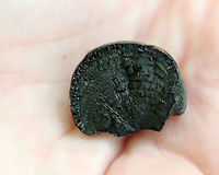 Moldy Cramp Balls - Daldinia concentrica Irregularly shaped fungus. Its surface was reddish brown, powdery, and covered in mold. When I pulled it off the wood, black liquid oozed out. The inside was wet and black with concentric, solid zones and felt similar to charcoal. <br />
<br />
Habitat: Spotted on rotting wood in a deciduous forest.<br />
<br />
Fun facts:<br />
<br />
#1 - The common name "cramp ball" refers to the old folk belief that carrying one around in your armpit would cure cramps!<br />
<br />
#2 - It is also known in Britain as "King Alfred's cakes". King Alfred was fleeing a battle when he took refuge in an old woman's house. The old woman, not knowing he was the king, left Alfred in charge of watching some cakes in the oven. He didn't know how to cook, fell asleep, and the cakes burned. So, this fungus gained this common name since it resembles burnt cakes.<br />
https://www.jungledragon.com/image/67507/moldy_cramp_balls_-_daldinia_concentrica.html Daldinia concentrica,Fall,Geotagged,King Alfred's Cake,United States