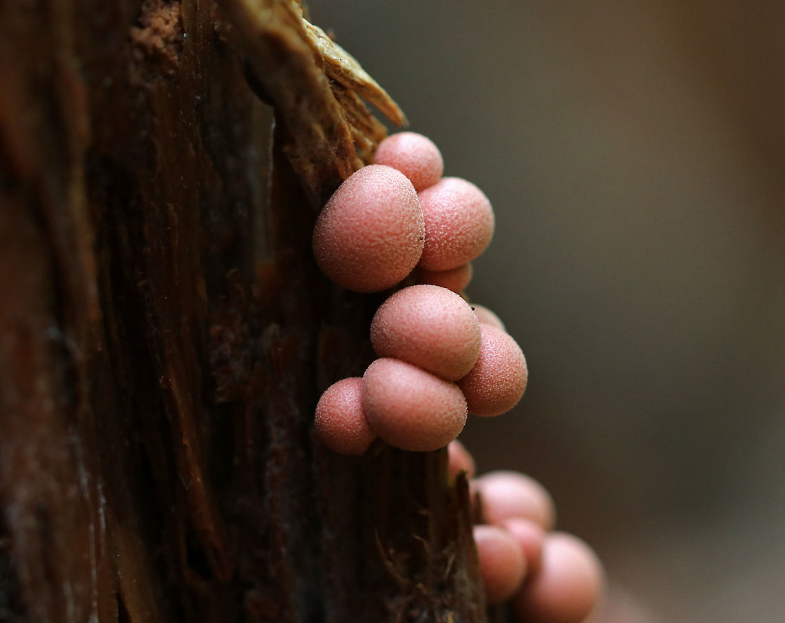 Wolf's Milk - Lycogala epidendrum <br />
Small, pink aethalia that resemble fuzzy pink blobs. When you poke the, pink, gooey, slime oozes out.<br />
<br />
The life cycle of slime molds is very interesting and complex. Here is a simplified description of what goes on...Slime molds form structures called plasmodia, which actually lack cell walls. Plasmodia are able to move up to an inch an hour - their motion being the result of protoplasm that flows through the organism in a rhythmic motion. The masses of protoplasm move around and engulf particles of food in an amoeboid manner. Eventually, when the plasmodia runs out of food, it transforms into sporangia, which (simplistically) are balls of spores. These "sporangia spore balls" are called the aethalia, which are the fruiting bodies of the slime mold. <br />
<br />
<br />
I never get tired of poking them:<br />
<section class="video"><iframe width="448" height="252" src="https://player.vimeo.com/video/294435977?title=0&byline=0&portrait=0" frameborder="0"></iframe></section> Fall,Geotagged,Lycogala epidendrum,United States,Wolf's milk