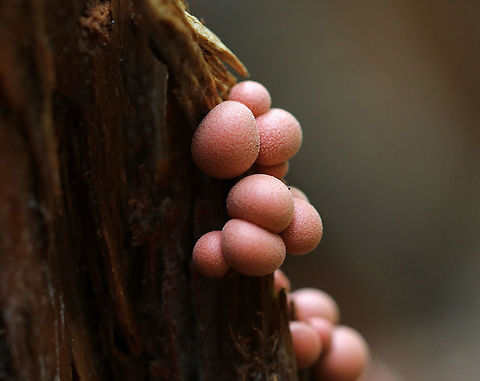 Wolf's Milk - Lycogala epidendrum 
Small, pink aethalia that resemble fuzzy pink blobs. When you poke the, pink, gooey, slime oozes out.
The life cycle of slime molds is very interesting and complex. Here is a simplified description of what goes on...Slime molds form structures called plasmodia, which actually lack cell walls. Plasmodia are able to move up to an inch an hour - their motion being the result of protoplasm that flows through the organism in a rhythmic motion. The masses of protoplasm move around and engulf particles of food in an amoeboid manner. Eventually, when the plasmodia runs out of food, it transforms into sporangia, which (simplistically) are balls of spores. These "sporangia spore balls" are called the aethalia, which are the fruiting bodies of the slime mold. 
I never get tired of poking them:
https://vimeo.com/294435977 Fall,Geotagged,Lycogala epidendrum,United States,Wolf's milk
