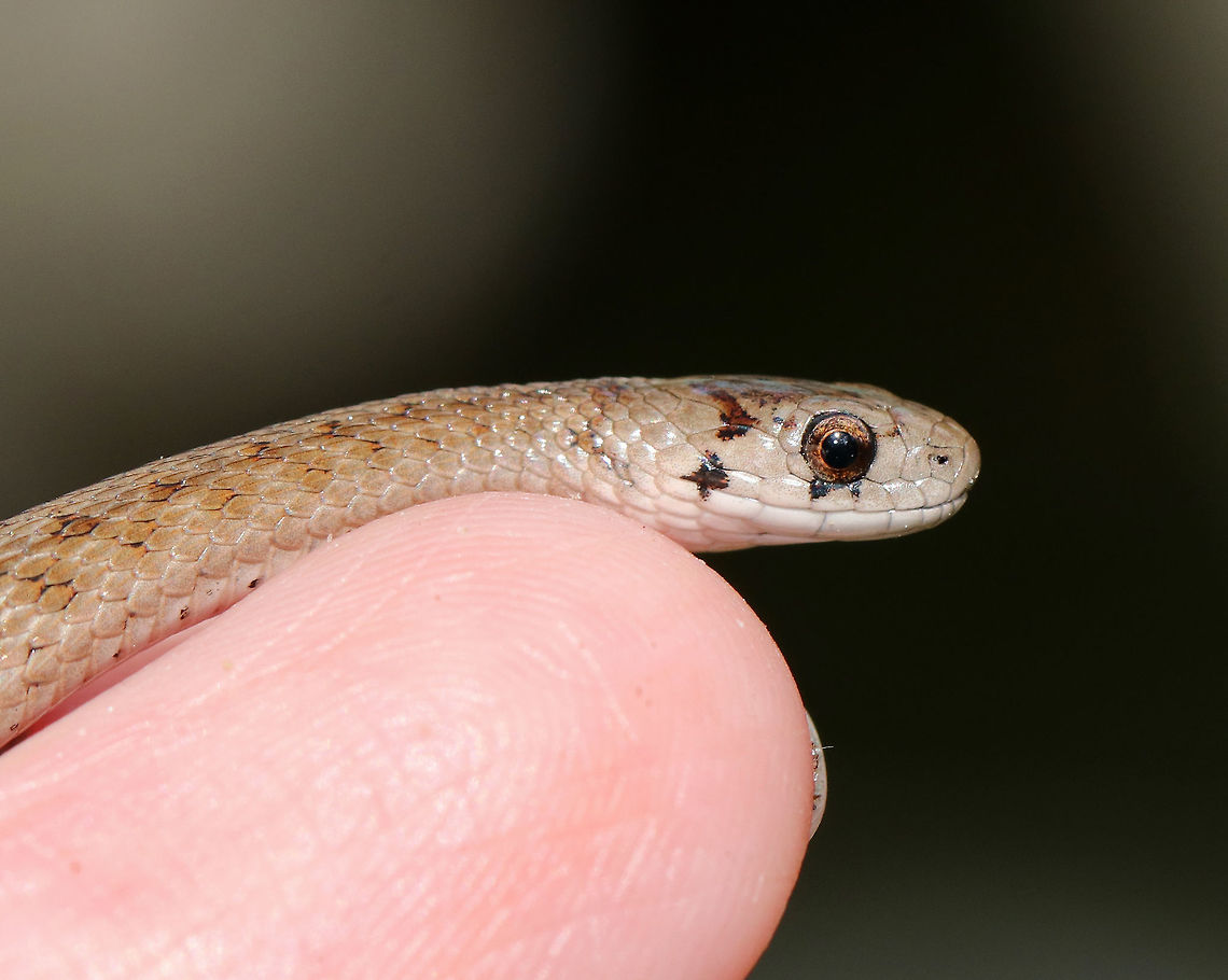 Dekay's Brown Snake - Storeria dekayi Small, tan snake with two rows of dark brown spots down its back. This snake was approximately 10-12 cm long. <br />
<br />
Habitat: Spotted along the bank of a river in a deciduous forest. We spotted 2 of them (not together).  This one showed no fear and let me hold it for several minutes. I was trying to get a shot of it licking the air, but couldn&#039;t capture it.<br />
<figure class="photo"><a href="https://www.jungledragon.com/image/67512/dekays_brown_snake_-_storeria_dekayi.html" title="Dekay&#039;s Brown Snake - Storeria dekayi"><img src="https://s3.amazonaws.com/media.jungledragon.com/images/3232/67512_thumb.jpg?AWSAccessKeyId=05GMT0V3GWVNE7GGM1R2&Expires=1759968010&Signature=m4%2FsEjKn2v3d8KsqJIn5cBSC3Co%3D" width="102" height="152" alt="Dekay&#039;s Brown Snake - Storeria dekayi Small, tan snake with two rows of dark brown spots down its back. This snake was approximately 10-12 cm long.  In this shot, you can see that it has an old injury in the middle of its body. <br />
<br />
Habitat: Spotted along the bank of a river in a deciduous forest. We spotted 2 of them (not together). This one showed no fear and let me hold it for several minutes. I was trying to get a shot of it licking the air, but couldn&#039;t capture it.<br />
https://www.jungledragon.com/image/67510/dekays_brown_snake_-_storeria_dekayi.html De Kay&#039;s snake,Fall,Geotagged,Storeria dekayi,United States,brown snake,snake" /></a></figure> De Kay's snake,Fall,Geotagged,Storeria dekayi,United States,brown snake,dekay's brown snake,snake