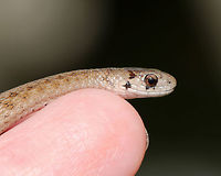 Dekay's Brown Snake - Storeria dekayi Small, tan snake with two rows of dark brown spots down its back. This snake was approximately 10-12 cm long. <br />
<br />
Habitat: Spotted along the bank of a river in a deciduous forest. We spotted 2 of them (not together). This one showed no fear and let me hold it for several minutes. I was trying to get a shot of it licking the air, but couldn't capture it.<br />
https://www.jungledragon.com/image/67512/dekays_brown_snake_-_storeria_dekayi.html De Kay's snake,Fall,Geotagged,Storeria dekayi,United States,brown snake,dekay's brown snake,snake