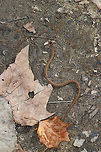 Dekay's Brown Snake - Storeria dekayi Small, tan snake with two rows of dark brown spots down its back. This snake was approximately 10-12 cm long.  In this shot, you can see that it has an old injury in the middle of its body. <br />
<br />
Habitat: Spotted along the bank of a river in a deciduous forest. We spotted 2 of them (not together). This one showed no fear and let me hold it for several minutes. I was trying to get a shot of it licking the air, but couldn't capture it.<br />
https://www.jungledragon.com/image/67510/dekays_brown_snake_-_storeria_dekayi.html De Kay's snake,Fall,Geotagged,Storeria dekayi,United States,brown snake,snake
