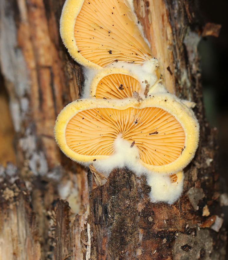 Orange Oyster - Phyllotopsis nidulans Caps were mostly fan-shaped, pale orange, very fuzzy, and had inrolled margins. The gills were close, orange, and had frequent short gills. It didn&#039;t have a stem, but did have a poorly defined base. Odor: very foul - like rotting garbage. Fruiting bodies were 3-5 cm wide.<br />
<br />
Habitat: Growing on rotting wood in a mostly deciduous forest. Fall,Geotagged,Phyllotopsis nidulans,United States,fungus,mushroom,orange oyster,oyster mushroom