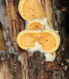 Orange Oyster - Phyllotopsis nidulans Caps were mostly fan-shaped, pale orange, very fuzzy, and had inrolled margins. The gills were close, orange, and had frequent short gills. It didn't have a stem, but did have a poorly defined base. Odor: very foul - like rotting garbage. Fruiting bodies were 3-5 cm wide.

Habitat: Growing on rotting wood in a mostly deciduous forest. Fall,Geotagged,Phyllotopsis nidulans,United States,fungus,mushroom,orange oyster,oyster mushroom