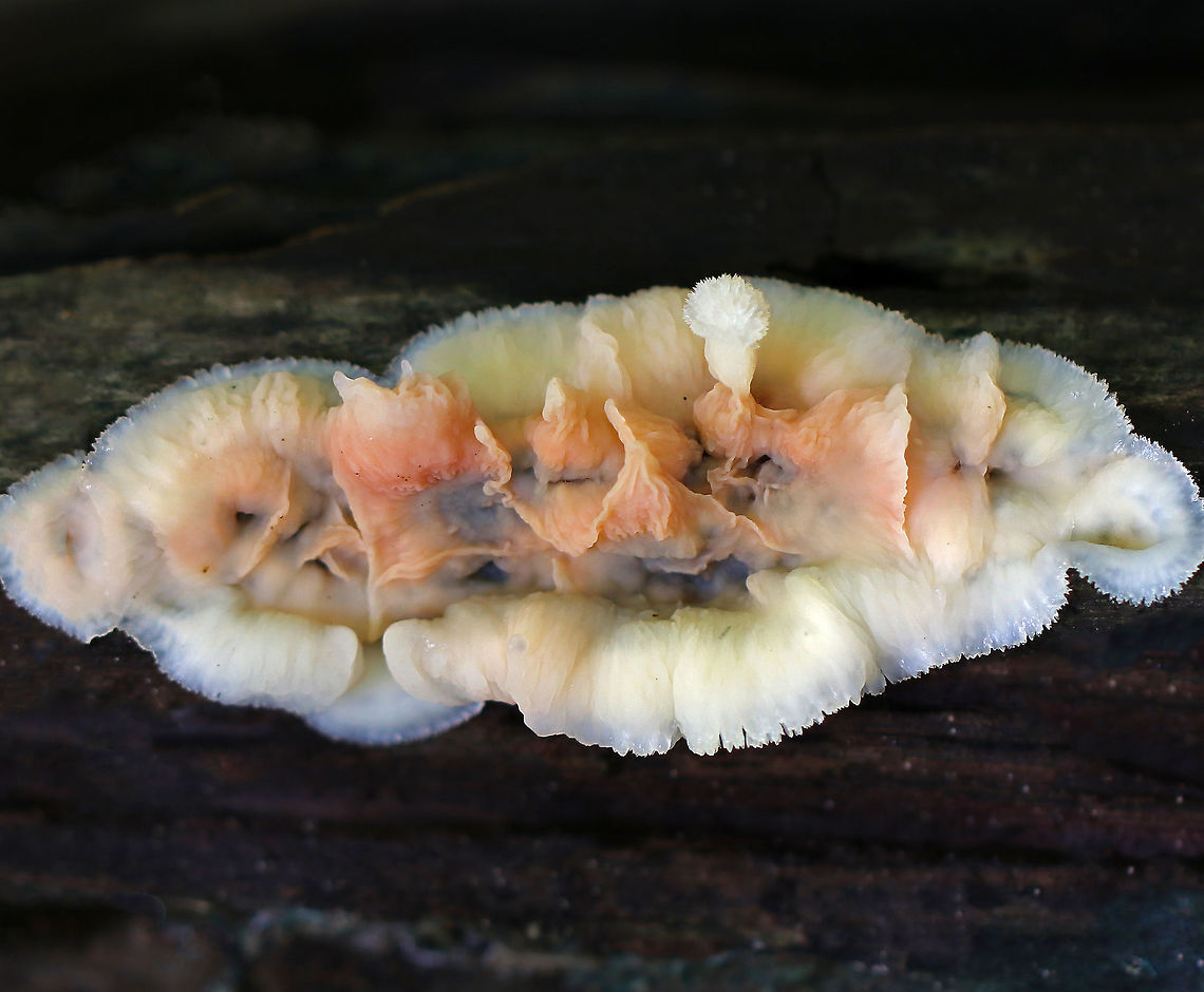 Jelly Rot - Phlebia tremellosa Patches of this fungus were growing on rotting wood. They had blue, pinkish orange, and cream colors. The edges were irregularly shaped and it had a wrinkled surface.<br />
<br />
Habitat: Rotting wood in a deciduous forest. Fall,Geotagged,Phlebia tremellosa,United States,Wrinkled crust,fungus,mushroom