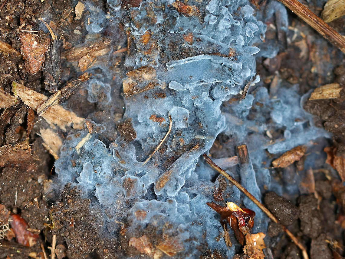 Crust Fungus - Byssocorticium sp. Fuzzy, blue crust fungus growing on the ground under a rotting log. It&#039;s a fungus that I look forward to seeing every fall.  Unfortunately, the species cannot be determined without microscopy.<br />
<br />
Habitat: Deciduous forest. Byssocorticium,Fall,Geotagged,United States,crust fungus,fungus
