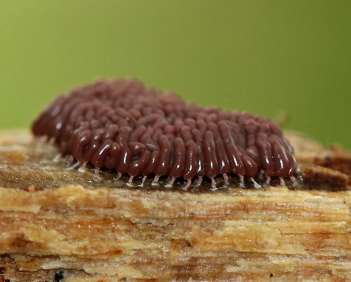 Slime Mold - Arcyria stipata Reddish brown slime mold with tiny, whitish stalks.<br />
<br />
Habitat: Growing on rotting wood in a deciduous forest.<br />
<figure class="photo"><a href="https://www.jungledragon.com/image/67620/slime_mold_-_arcyria_stipata.html" title="Slime Mold - Arcyria stipata"><img src="https://s3.amazonaws.com/media.jungledragon.com/images/3232/67620_thumb.jpg?AWSAccessKeyId=05GMT0V3GWVNE7GGM1R2&Expires=1767225610&Signature=AlpGl7eTOADKEi1Sbt5yVTgxAPY%3D" width="114" height="152" alt="Slime Mold - Arcyria stipata Reddish brown slime mold with tiny, whitish stalks.<br />
<br />
Habitat: Growing on rotting wood in a deciduous forest.<br />
https://www.jungledragon.com/image/67617/slime_mold_-_arcyria_stipata.html<br />
https://www.jungledragon.com/image/67619/slime_mold_-_arcyria_stipata.html<br />
https://www.jungledragon.com/image/67618/slime_mold_-_arcyria_stipata.html Arcyria,Arcyria stipata,Fall,Geotagged,United States,slime mold" /></a></figure><br />
<figure class="photo"><a href="https://www.jungledragon.com/image/67619/slime_mold_-_arcyria_stipata.html" title="Slime Mold - Arcyria stipata"><img src="https://s3.amazonaws.com/media.jungledragon.com/images/3232/67619_thumb.jpg?AWSAccessKeyId=05GMT0V3GWVNE7GGM1R2&Expires=1767225610&Signature=%2BTeJCX5i3f71Oa%2BNqZRZHdSL7gI%3D" width="200" height="168" alt="Slime Mold - Arcyria stipata Reddish brown slime mold with tiny, whitish stalks. Some, such as the one pictured here, were more red than brown, maybe because they were younger?<br />
<br />
Habitat: Growing on rotting wood in a deciduous forest.<br />
https://www.jungledragon.com/image/67617/slime_mold_-_arcyria_stipata.html<br />
https://www.jungledragon.com/image/67620/slime_mold_-_arcyria_stipata.html<br />
https://www.jungledragon.com/image/67618/slime_mold_-_arcyria_stipata.html Arcyria,Arcyria stipata,Fall,Geotagged,United States,slime mold" /></a></figure><br />
<figure class="photo"><a href="https://www.jungledragon.com/image/67618/slime_mold_-_arcyria_stipata.html" title="Slime Mold - Arcyria stipata"><img src="https://s3.amazonaws.com/media.jungledragon.com/images/3232/67618_thumb.jpg?AWSAccessKeyId=05GMT0V3GWVNE7GGM1R2&Expires=1767225610&Signature=rvFz0BG4kPX%2Fu7DW%2FuZyyMCYVos%3D" width="200" height="134" alt="Slime Mold - Arcyria stipata Reddish brown slime mold with tiny, whitish stalks.<br />
<br />
Habitat: Growing on rotting wood in a deciduous forest.<br />
https://www.jungledragon.com/image/67617/slime_mold_-_arcyria_stipata.html<br />
https://www.jungledragon.com/image/67620/slime_mold_-_arcyria_stipata.html<br />
https://www.jungledragon.com/image/67619/slime_mold_-_arcyria_stipata.html Arcyria,Arcyria stipata,Fall,Geotagged,United States,slime mold" /></a></figure> Arcyria,Arcyria stipata,Fall,Geotagged,United States,slime mold