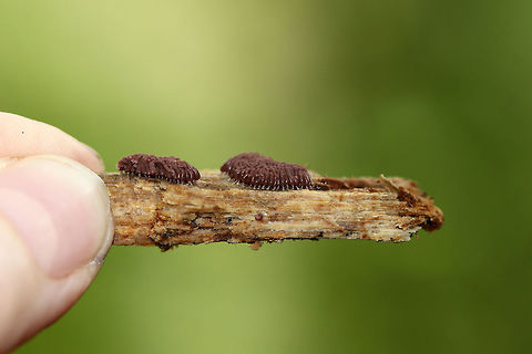 Slime Mold - Arcyria stipata Reddish brown slime mold with tiny, whitish stalks.

Habitat: Growing on rotting wood in a deciduous forest.
https://www.jungledragon.com/image/67617/slime_mold_-_arcyria_stipata.html
https://www.jungledragon.com/image/67620/slime_mold_-_arcyria_stipata.html
https://www.jungledragon.com/image/67619/slime_mold_-_arcyria_stipata.html Arcyria,Arcyria stipata,Fall,Geotagged,United States,slime mold