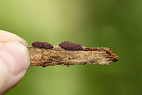 Slime Mold - Arcyria stipata Reddish brown slime mold with tiny, whitish stalks.<br />
<br />
Habitat: Growing on rotting wood in a deciduous forest.<br />
https://www.jungledragon.com/image/67617/slime_mold_-_arcyria_stipata.html<br />
https://www.jungledragon.com/image/67620/slime_mold_-_arcyria_stipata.html<br />
https://www.jungledragon.com/image/67619/slime_mold_-_arcyria_stipata.html Arcyria,Arcyria stipata,Fall,Geotagged,United States,slime mold