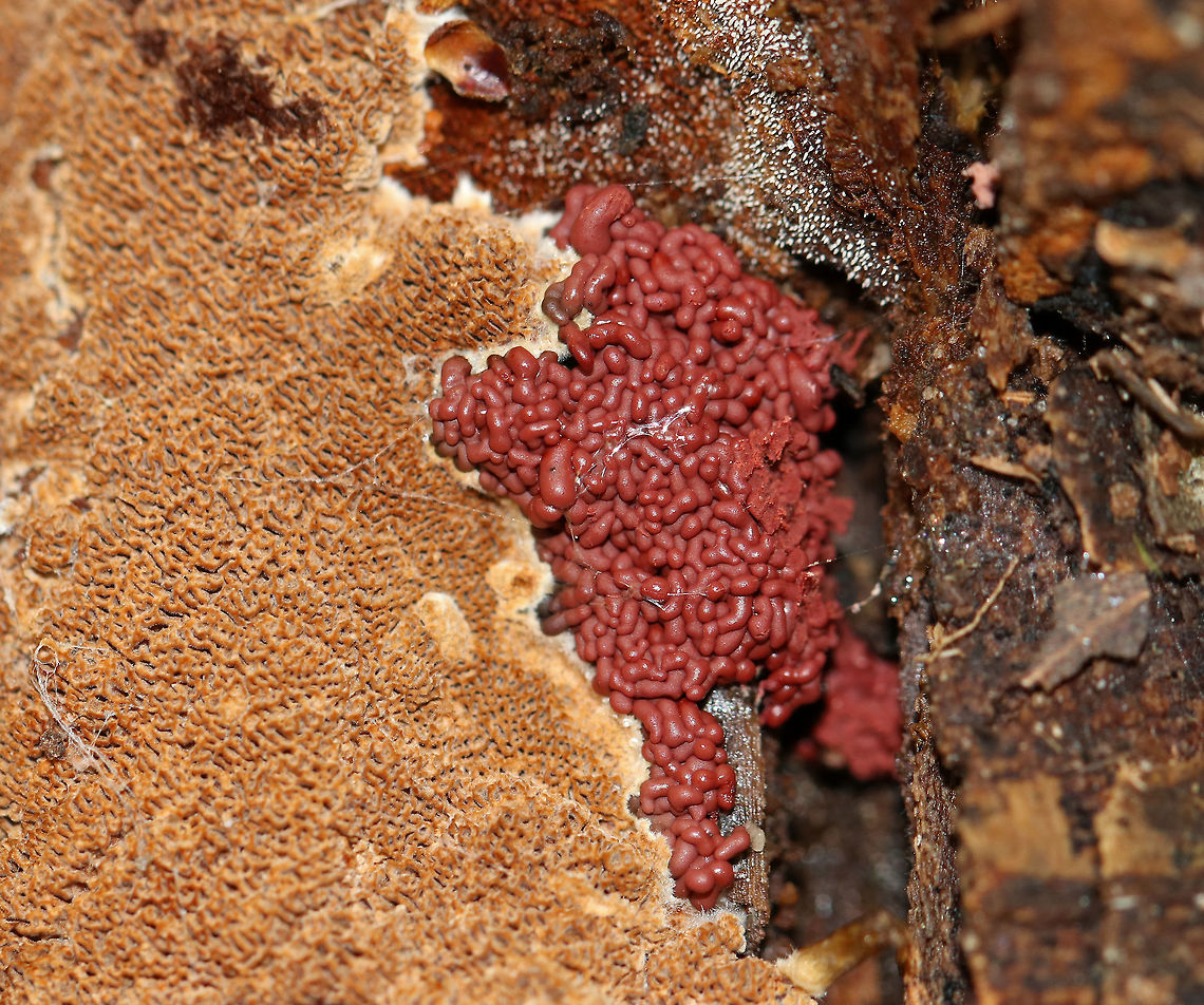 Slime Mold - Arcyria stipata Reddish brown slime mold with tiny, whitish stalks. Some, such as the one pictured here, were more red than brown, maybe because they were younger?<br />
<br />
Habitat: Growing on rotting wood in a deciduous forest.<br />
<figure class="photo"><a href="https://www.jungledragon.com/image/67617/slime_mold_-_arcyria_stipata.html" title="Slime Mold - Arcyria stipata"><img src="https://s3.amazonaws.com/media.jungledragon.com/images/3232/67617_thumb.jpg?AWSAccessKeyId=05GMT0V3GWVNE7GGM1R2&Expires=1767225610&Signature=NmC31%2BorqM1kn79JxRUE%2F9pQ24M%3D" width="200" height="162" alt="Slime Mold - Arcyria stipata Reddish brown slime mold with tiny, whitish stalks.<br />
<br />
Habitat: Growing on rotting wood in a deciduous forest.<br />
https://www.jungledragon.com/image/67620/slime_mold_-_arcyria_stipata.html<br />
https://www.jungledragon.com/image/67619/slime_mold_-_arcyria_stipata.html<br />
https://www.jungledragon.com/image/67618/slime_mold_-_arcyria_stipata.html Arcyria,Arcyria stipata,Fall,Geotagged,United States,slime mold" /></a></figure><br />
<figure class="photo"><a href="https://www.jungledragon.com/image/67620/slime_mold_-_arcyria_stipata.html" title="Slime Mold - Arcyria stipata"><img src="https://s3.amazonaws.com/media.jungledragon.com/images/3232/67620_thumb.jpg?AWSAccessKeyId=05GMT0V3GWVNE7GGM1R2&Expires=1767225610&Signature=AlpGl7eTOADKEi1Sbt5yVTgxAPY%3D" width="114" height="152" alt="Slime Mold - Arcyria stipata Reddish brown slime mold with tiny, whitish stalks.<br />
<br />
Habitat: Growing on rotting wood in a deciduous forest.<br />
https://www.jungledragon.com/image/67617/slime_mold_-_arcyria_stipata.html<br />
https://www.jungledragon.com/image/67619/slime_mold_-_arcyria_stipata.html<br />
https://www.jungledragon.com/image/67618/slime_mold_-_arcyria_stipata.html Arcyria,Arcyria stipata,Fall,Geotagged,United States,slime mold" /></a></figure><br />
<figure class="photo"><a href="https://www.jungledragon.com/image/67618/slime_mold_-_arcyria_stipata.html" title="Slime Mold - Arcyria stipata"><img src="https://s3.amazonaws.com/media.jungledragon.com/images/3232/67618_thumb.jpg?AWSAccessKeyId=05GMT0V3GWVNE7GGM1R2&Expires=1767225610&Signature=rvFz0BG4kPX%2Fu7DW%2FuZyyMCYVos%3D" width="200" height="134" alt="Slime Mold - Arcyria stipata Reddish brown slime mold with tiny, whitish stalks.<br />
<br />
Habitat: Growing on rotting wood in a deciduous forest.<br />
https://www.jungledragon.com/image/67617/slime_mold_-_arcyria_stipata.html<br />
https://www.jungledragon.com/image/67620/slime_mold_-_arcyria_stipata.html<br />
https://www.jungledragon.com/image/67619/slime_mold_-_arcyria_stipata.html Arcyria,Arcyria stipata,Fall,Geotagged,United States,slime mold" /></a></figure> Arcyria,Arcyria stipata,Fall,Geotagged,United States,slime mold