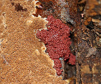 Slime Mold - Arcyria stipata Reddish brown slime mold with tiny, whitish stalks. Some, such as the one pictured here, were more red than brown, maybe because they were younger?<br />
<br />
Habitat: Growing on rotting wood in a deciduous forest.<br />
https://www.jungledragon.com/image/67617/slime_mold_-_arcyria_stipata.html<br />
https://www.jungledragon.com/image/67620/slime_mold_-_arcyria_stipata.html<br />
https://www.jungledragon.com/image/67618/slime_mold_-_arcyria_stipata.html Arcyria,Arcyria stipata,Fall,Geotagged,United States,slime mold
