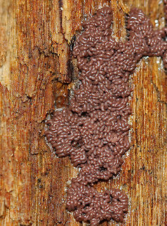 Slime Mold - Arcyria stipata Reddish brown slime mold with tiny, whitish stalks.

Habitat: Growing on rotting wood in a deciduous forest.
https://www.jungledragon.com/image/67617/slime_mold_-_arcyria_stipata.html
https://www.jungledragon.com/image/67619/slime_mold_-_arcyria_stipata.html
https://www.jungledragon.com/image/67618/slime_mold_-_arcyria_stipata.html Arcyria,Arcyria stipata,Fall,Geotagged,United States,slime mold
