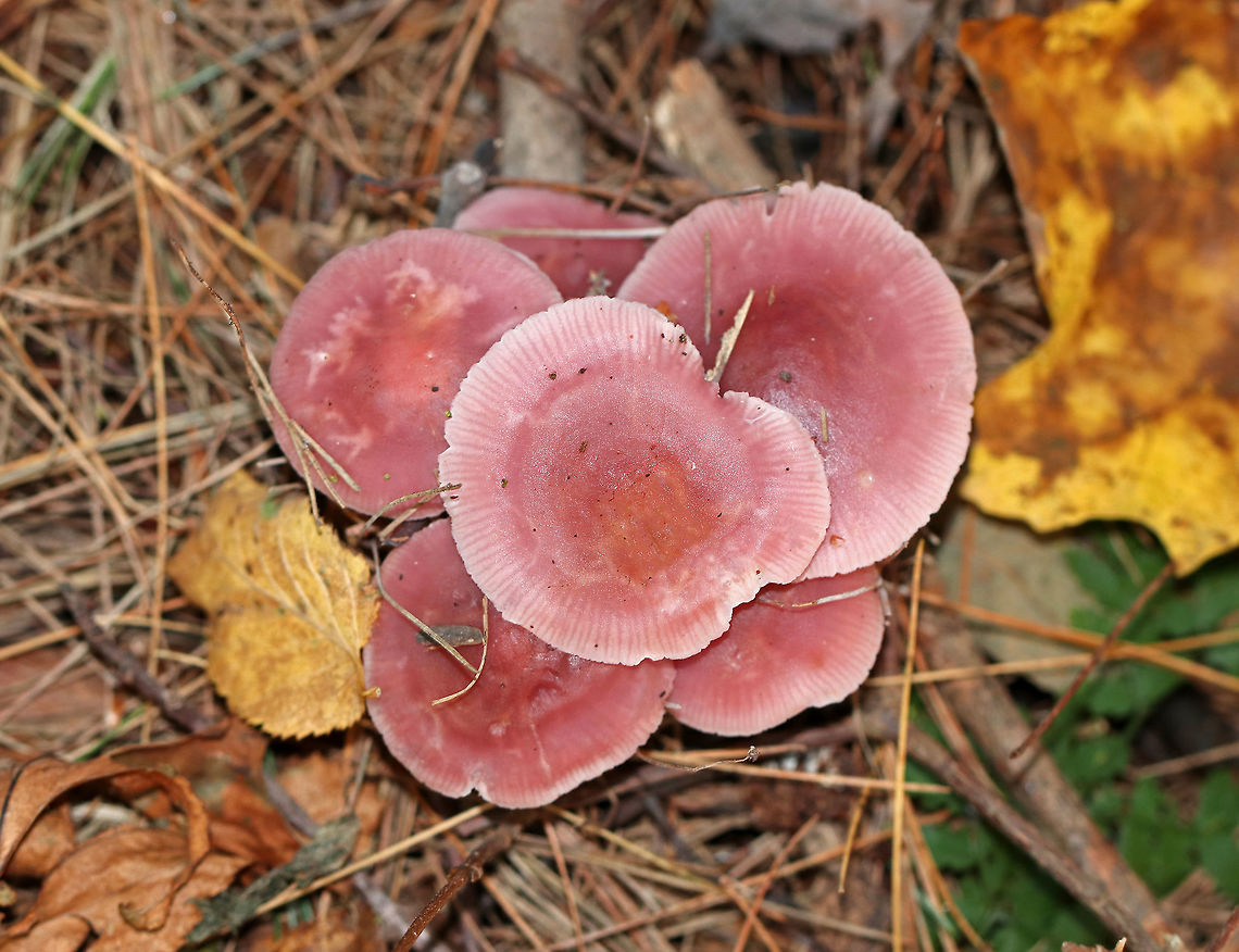 Rosy Bonnet - Mycena rosea A beautiful, autumn bouquet of mushrooms &lt;3<br />
<br />
Pinkish purple, flat, tacky cap with striate margins. Gills are whitish, close, and have cross veins. The stem was pale pink and fragile.<br />
<br />
Habitat: Growing in clusters throughout a mostly pine forest. Fall,Geotagged,Mycena rosea,Rosy bonnet,United States