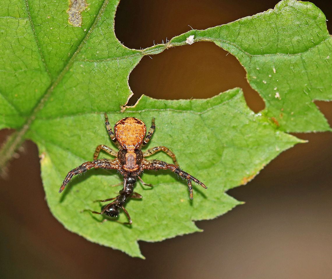 Crab Spider -  Xysticus sp. I'm not at all sure of this ID, so please feel free to comment. <br />
<br />
Habitat: I found this gorgeous crab spider snacking a juicy treat. It was on a maple leaf in a mostly deciduous, swampy forest. Fall,Geotagged,United States,Xysticus,crab spider,spider
