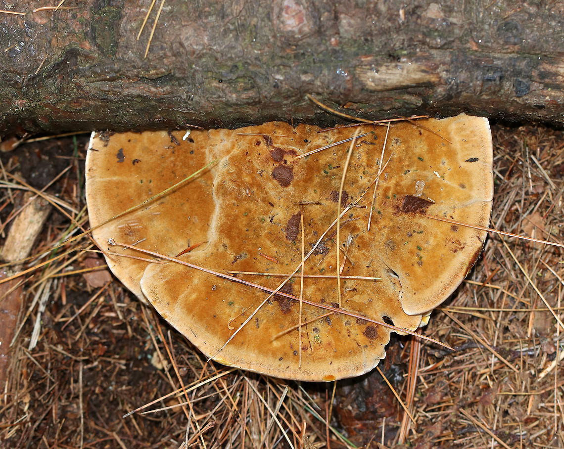 Woolly Velvet Polypore - Onnia tomentosa Flat, brown, velvety cap with yellowish edges. The pores and cap bruised brown.<br />
<br />
Habitat: Growing in on the ground in a mostly coniferous forest. There were at least a dozen growing in the area.<br />
<br />
 This fungus is a plant pathogen, and causes root rot, primarily in spruce.<br />
<figure class="photo"><a href="https://www.jungledragon.com/image/67686/woolly_velvet_polypore_-_onnia_tomentosa.html" title="Woolly Velvet Polypore - Onnia tomentosa"><img src="https://s3.amazonaws.com/media.jungledragon.com/images/3232/67686_thumb.jpg?AWSAccessKeyId=05GMT0V3GWVNE7GGM1R2&Expires=1767225610&Signature=f5zGIs7m5CP2BJUydTryruDRgEY%3D" width="200" height="134" alt="Woolly Velvet Polypore - Onnia tomentosa Flat, brown, velvety cap with yellowish edges. The pores and cap bruised brown.<br />
<br />
Habitat: Growing in on the ground in a mostly coniferous forest. There were at least a dozen growing in the area.<br />
<br />
This fungus is a plant pathogen, and causes root rot, primarily in spruce.<br />
https://www.jungledragon.com/image/67685/woolly_velvet_polypore_-_onnia_tomentosa.html<br />
https://www.jungledragon.com/image/67684/woolly_velvet_polypore_-_onnia_tomentosa.html Fall,Geotagged,Onnia tomentosa,United States,fungus,mushroom,onnia" /></a></figure><br />
<figure class="photo"><a href="https://www.jungledragon.com/image/67685/woolly_velvet_polypore_-_onnia_tomentosa.html" title="Woolly Velvet Polypore - Onnia tomentosa"><img src="https://s3.amazonaws.com/media.jungledragon.com/images/3232/67685_thumb.jpg?AWSAccessKeyId=05GMT0V3GWVNE7GGM1R2&Expires=1767225610&Signature=YosWUsHTKVepunM%2F9%2F0kcxUlplQ%3D" width="200" height="176" alt="Woolly Velvet Polypore - Onnia tomentosa Flat, brown, velvety cap with yellowish edges. The pores and cap bruised brown.<br />
<br />
Habitat: Growing in on the ground in a mostly coniferous forest. There were at least a dozen growing in the area.<br />
<br />
This fungus is a plant pathogen, and causes root rot, primarily in spruce.<br />
https://www.jungledragon.com/image/67686/woolly_velvet_polypore_-_onnia_tomentosa.html<br />
https://www.jungledragon.com/image/67684/woolly_velvet_polypore_-_onnia_tomentosa.html Fall,Geotagged,Onnia,Onnia tomentosa,United States,Woolly Velvet Polypore,fungus,mushroom" /></a></figure> Fall,Geotagged,Onnia,Onnia tomentosa,United States,fungus,mushroom,polypore,woolly velvet polypore