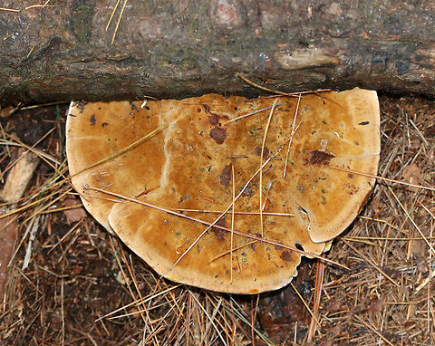 Woolly Velvet Polypore - Onnia tomentosa Flat, brown, velvety cap with yellowish edges. The pores and cap bruised brown.

Habitat: Growing in on the ground in a mostly coniferous forest. There were at least a dozen growing in the area.

 This fungus is a plant pathogen, and causes root rot, primarily in spruce.
https://www.jungledragon.com/image/67686/woolly_velvet_polypore_-_onnia_tomentosa.html
https://www.jungledragon.com/image/67685/woolly_velvet_polypore_-_onnia_tomentosa.html Fall,Geotagged,Onnia,Onnia tomentosa,United States,fungus,mushroom,polypore,woolly velvet polypore